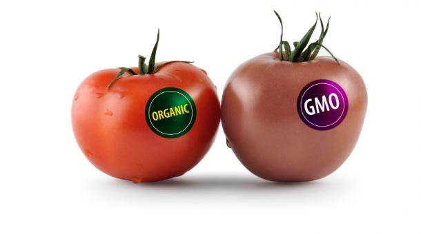 Organic vs GMO tomatoes or the need to label GMOs