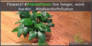 Well cared for potted plants live longer and help lower indoor air pollution