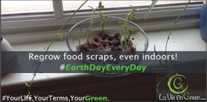 Earth Day Regrow Food Scraps! Don't waste!